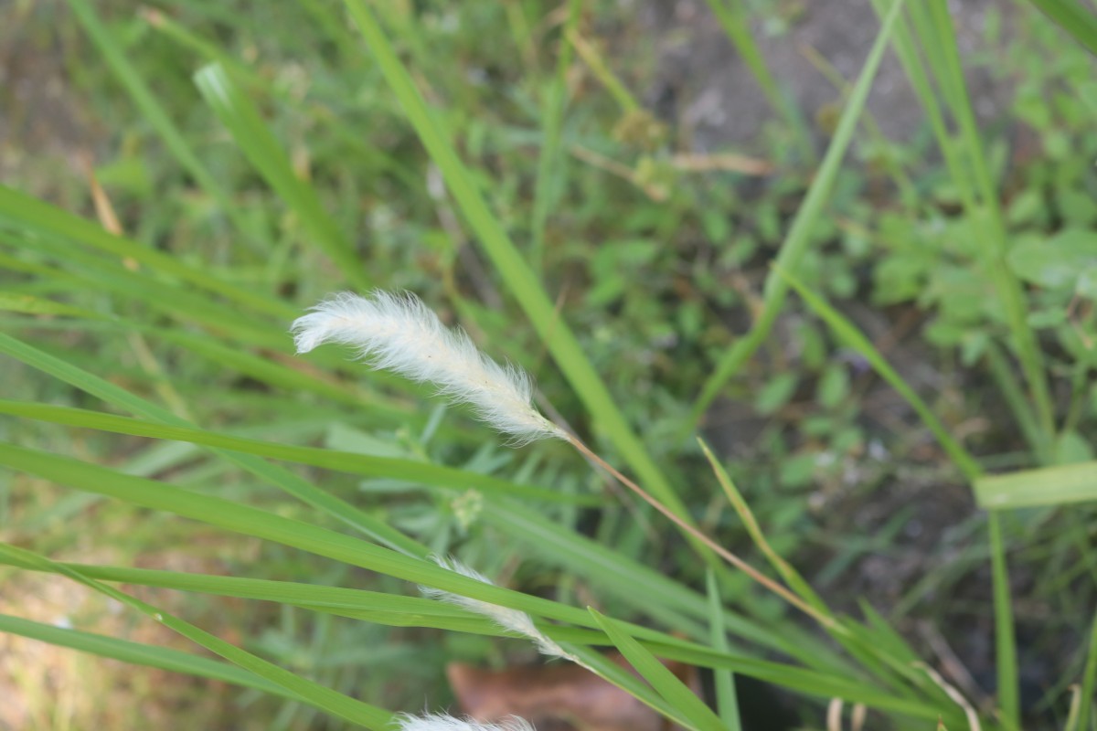 Imperata cylindrica (L.) P.Beauv.